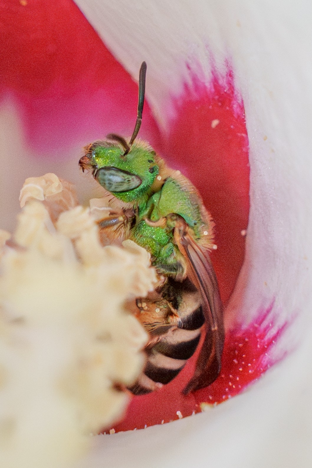 Green sweat bee inside hibiscus